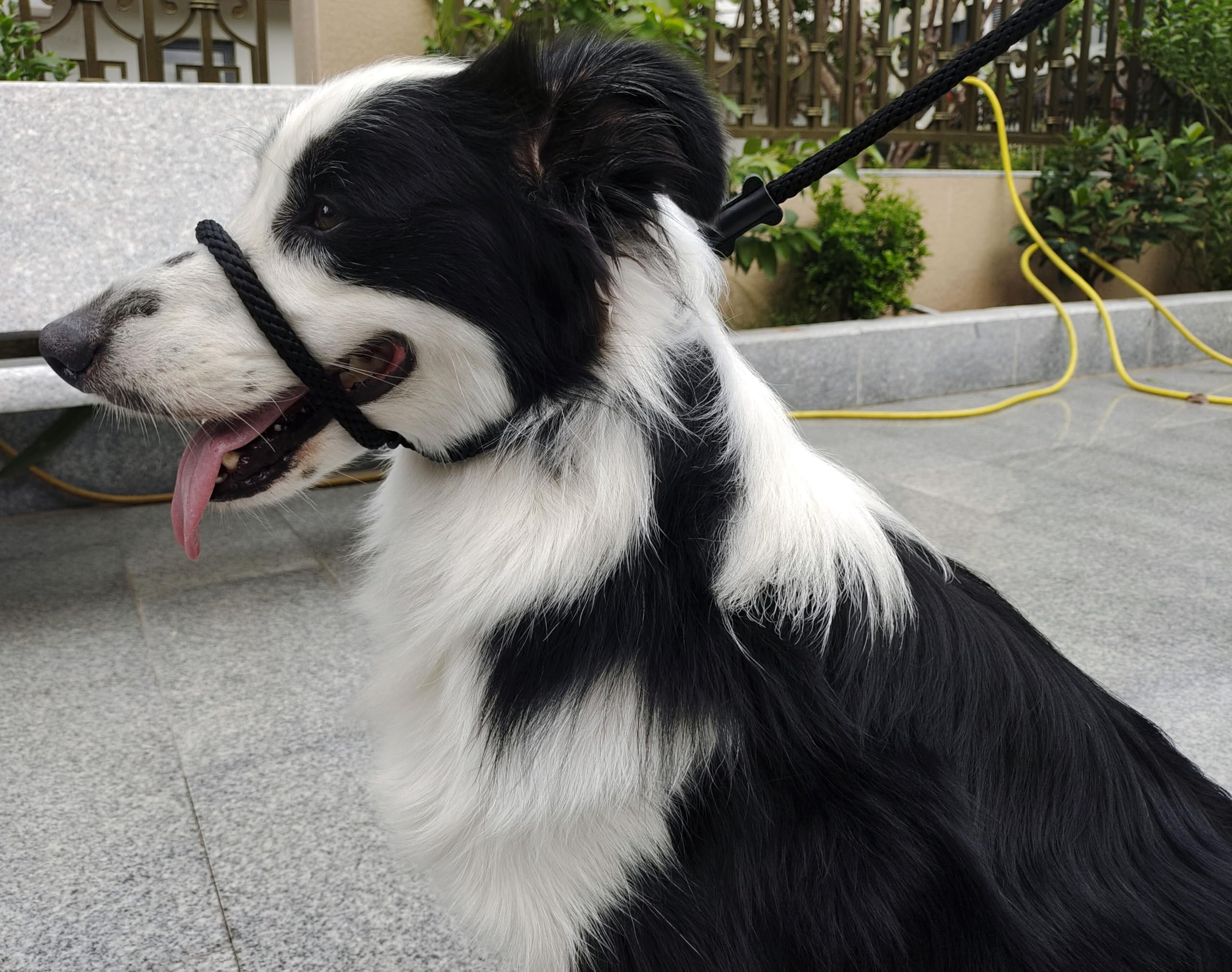 Lihtaiyi travel-ready blue head halter leash supports versatile environments