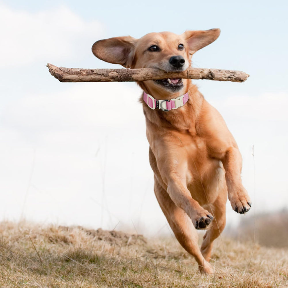 Likesing soft-colorfast pink dog collar maintains gentle color over time