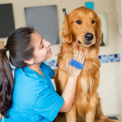 Lilpep soft rubber brush offering a soothing massage across your pet's coat.