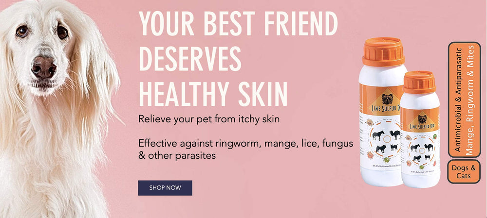 Classic's Lime Sulfur Dip used in horse-care routines.