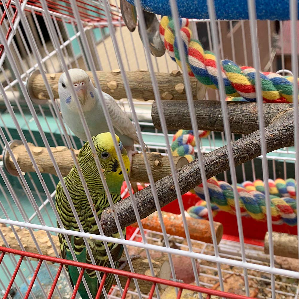 LIMIO Healthy materials promote safe, natural exploration for parrots and conures