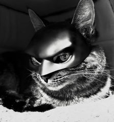 LINHUNCAT cat mask soft TPE material prevents oppression for longer wear