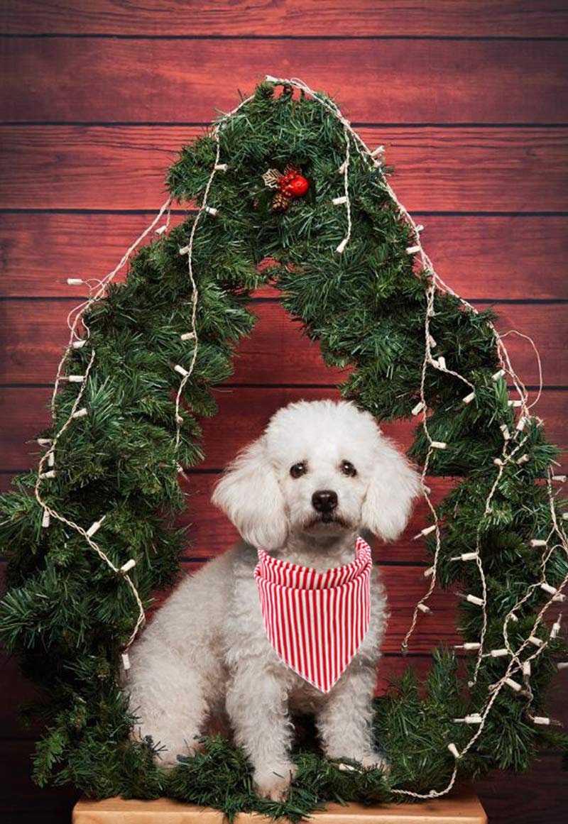 Lionet Paws bandana for everyday wear and weddings.