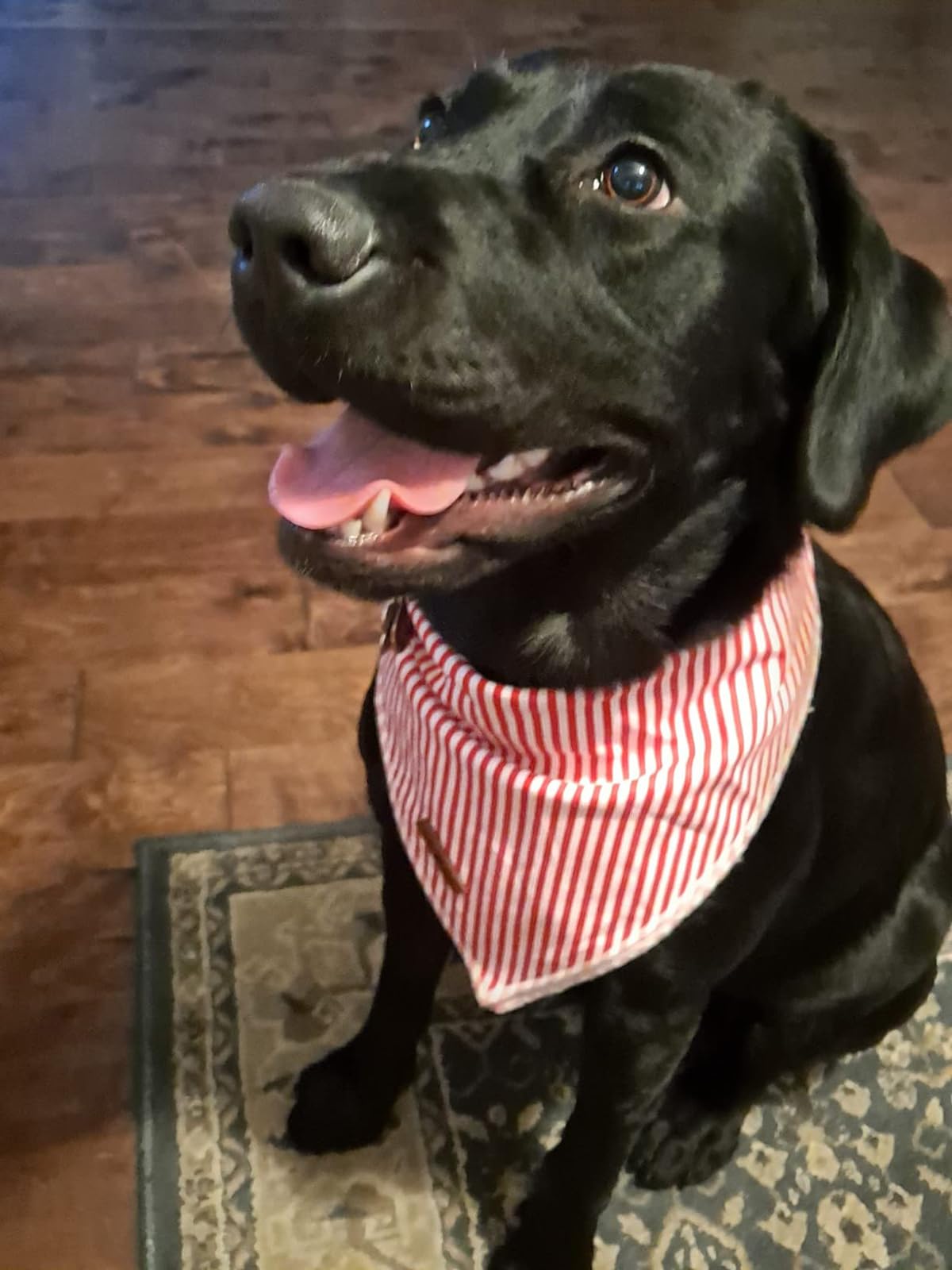 Lionet Paws bandana ready for photoshoots and outdoor strolls.