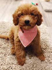 Lionet Paws bandana triangle L on a large dog with festive holiday pattern.