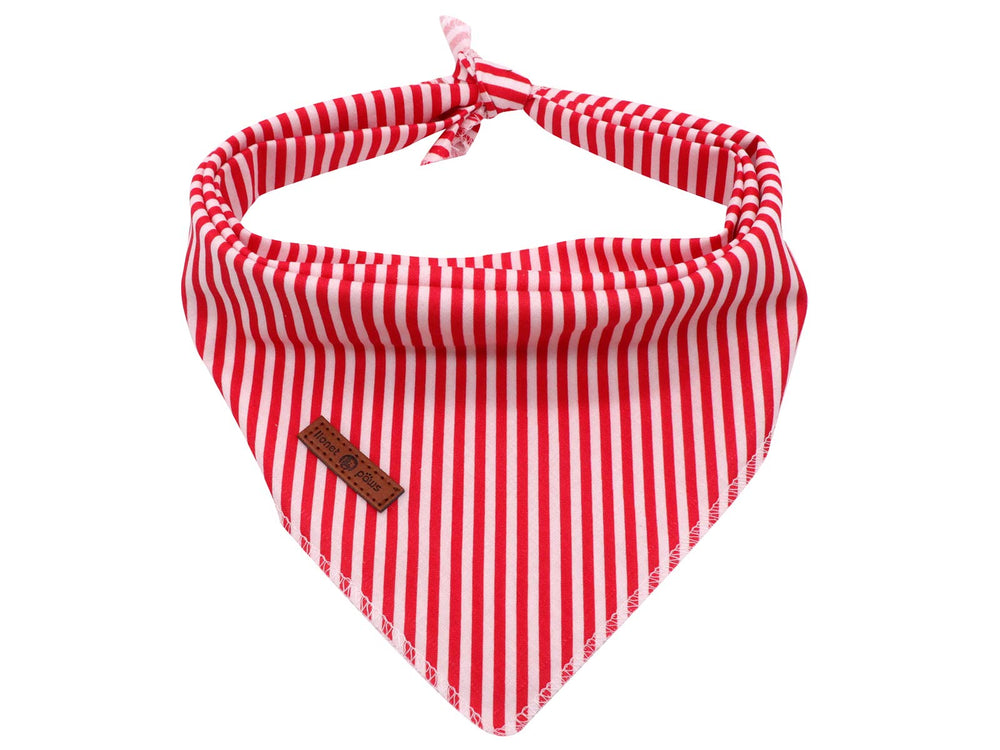 Lionet Paws bandana triangle S size on a small dog, soft cotton for daily wear.
