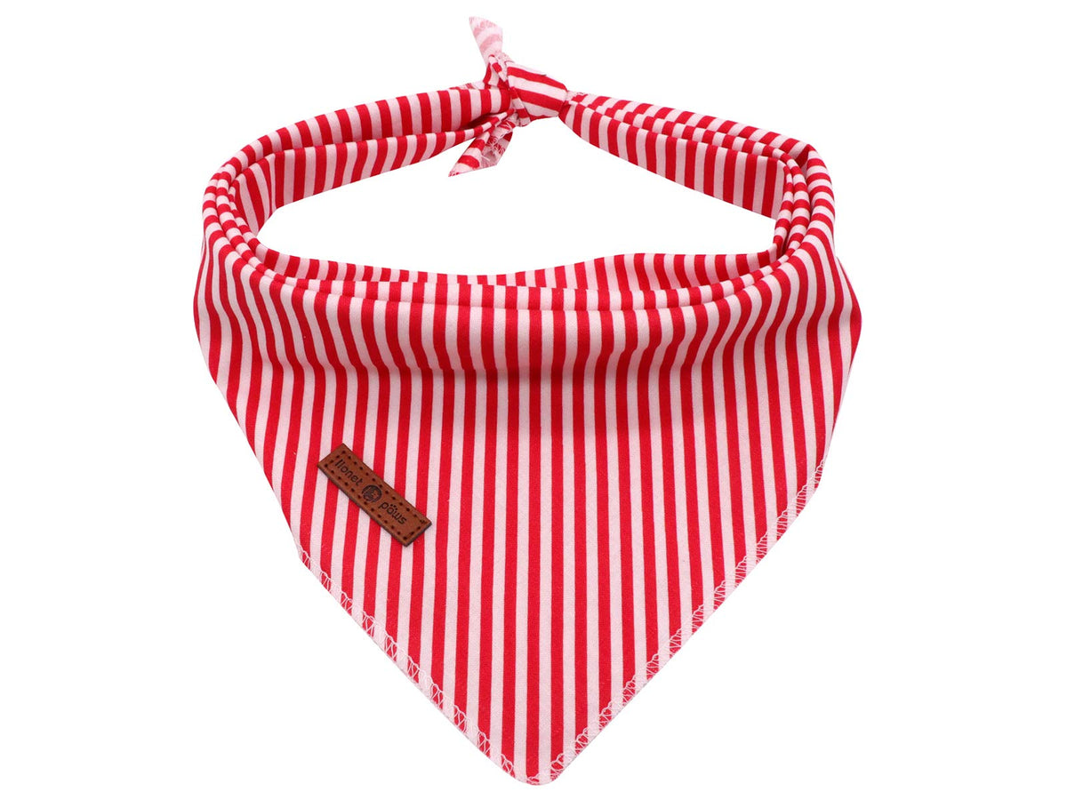 Lionet Paws bandana triangle S size on a small dog, soft cotton for daily wear.