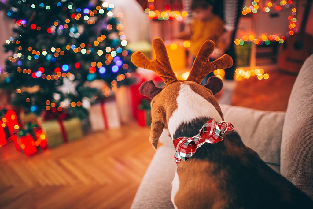 Lionet Paws holiday-ready collar boosts charm in photos and gifting occasions