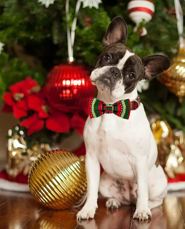 Lionet Paws collar gift-ready packaging ideal for pet lover gifts.