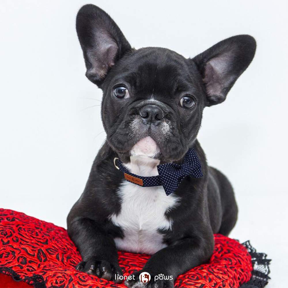 Lionet Paws D-ring for leash and ID tag keeps essentials ready.