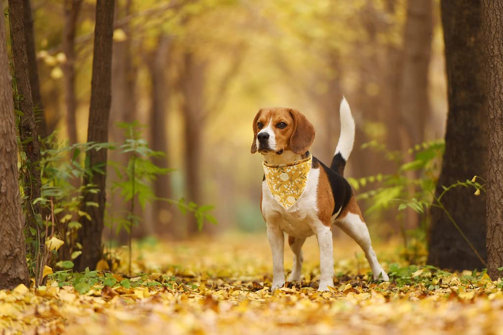 Lionet Paws dog wearing bandana photo captures stylish everyday look.