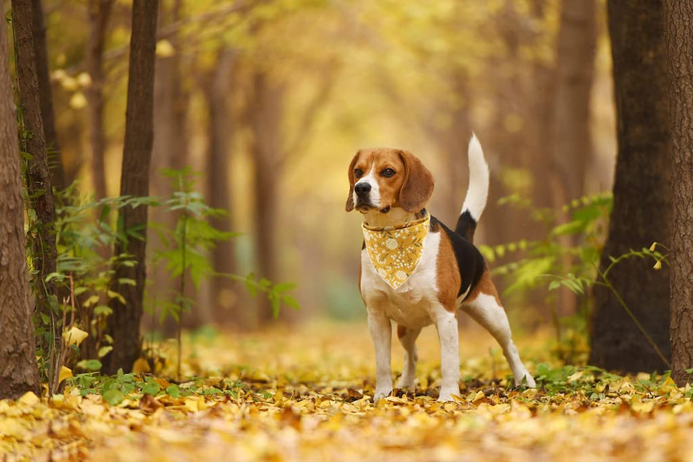 Lionet Paws dog wearing bandana photo captures stylish everyday look.