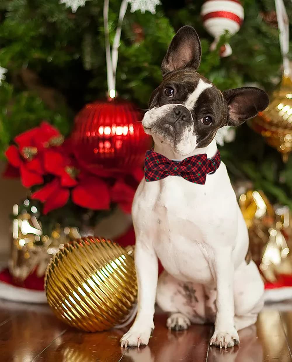 Lionet Paws family-photo-ready collar enhances cute holiday portraits