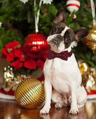 Lionet Paws family-photo-ready collar enhances cute holiday portraits