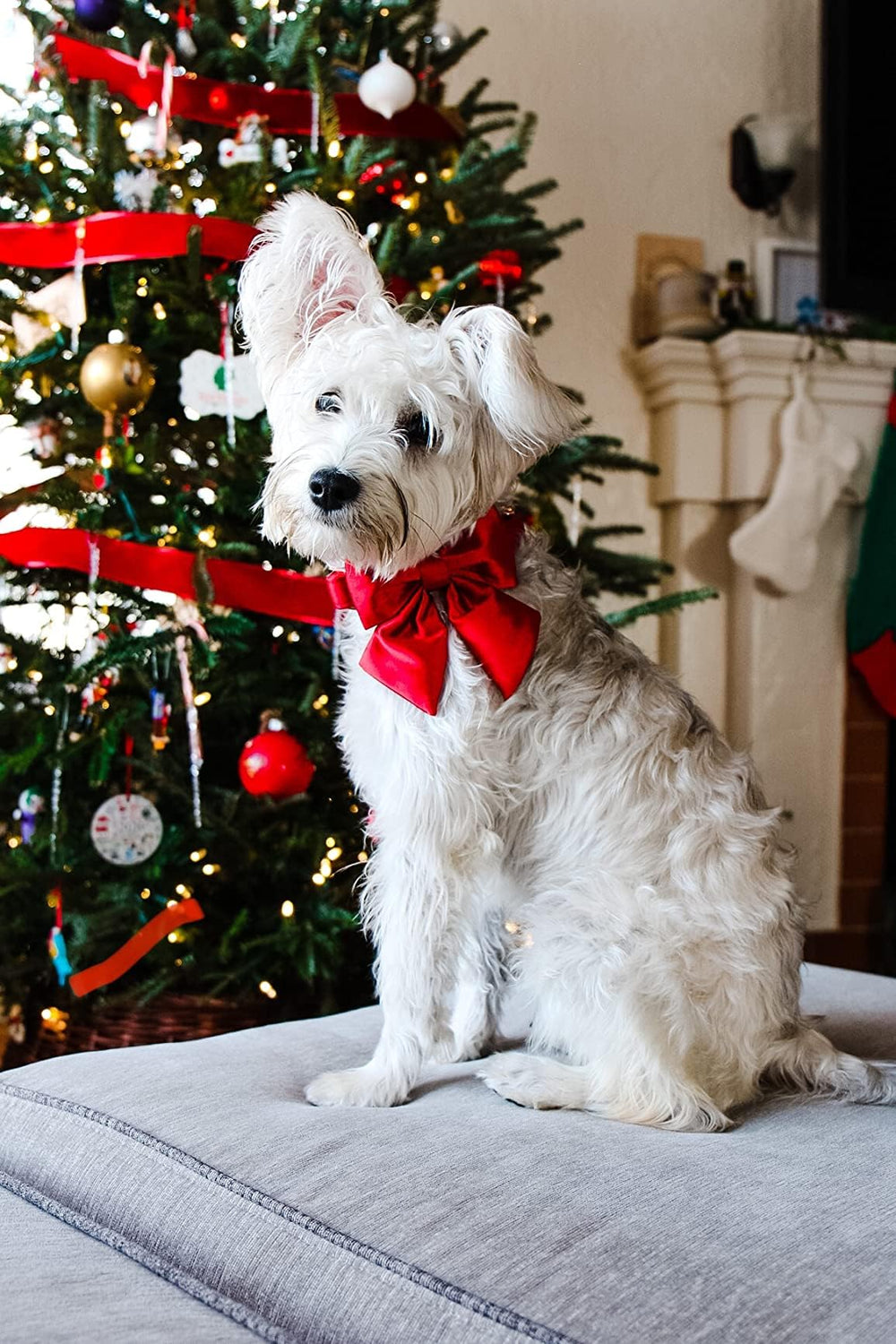 Lionet Paws family photo ready bow on dog for events