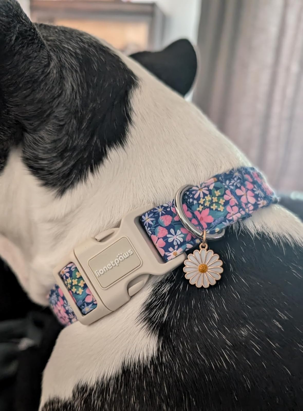 Lionet Paws floral dog collar highlights sturdy D-rings for leash and tag attachment