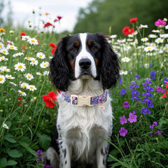 Lionet Paws lightweight polyester collar delivers comfortable wear on daily walks