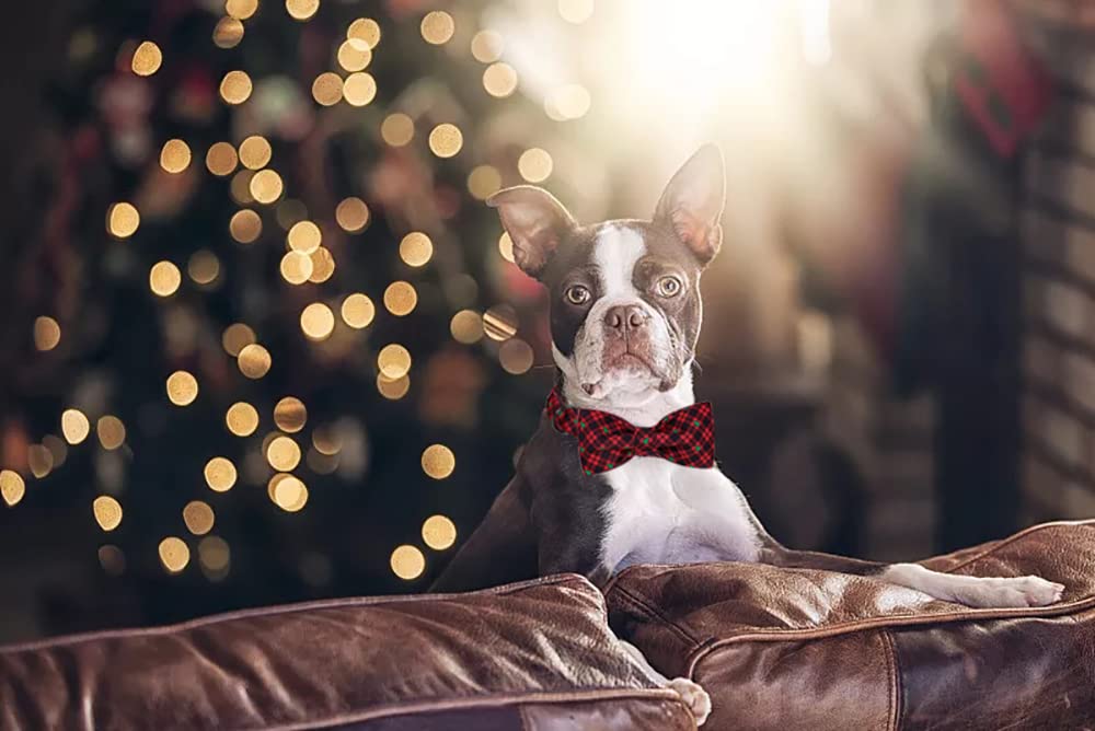 Lionet Paws gift-ready dog collar ideal for Christmas celebrations