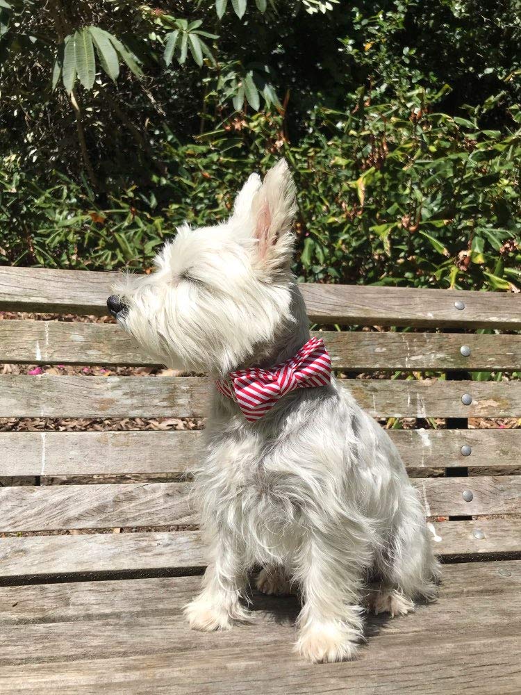 Lionet Paws large-dog neck 16-24in collar fits bigger breeds with style.