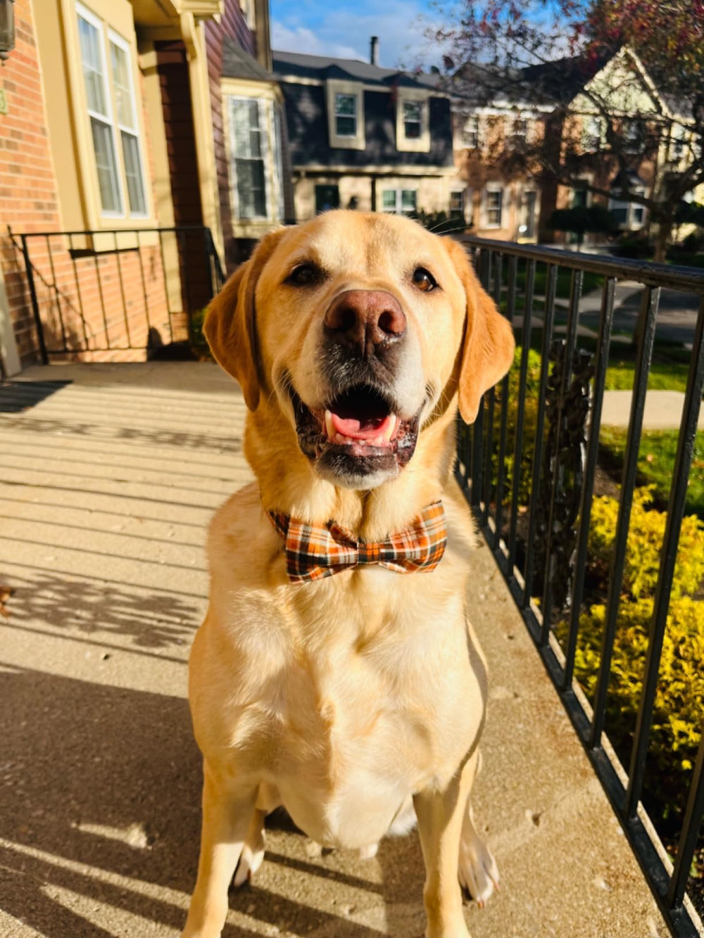 Lionet Paws metal-d-ring-id-tag-leash provides secure attachment during walks.