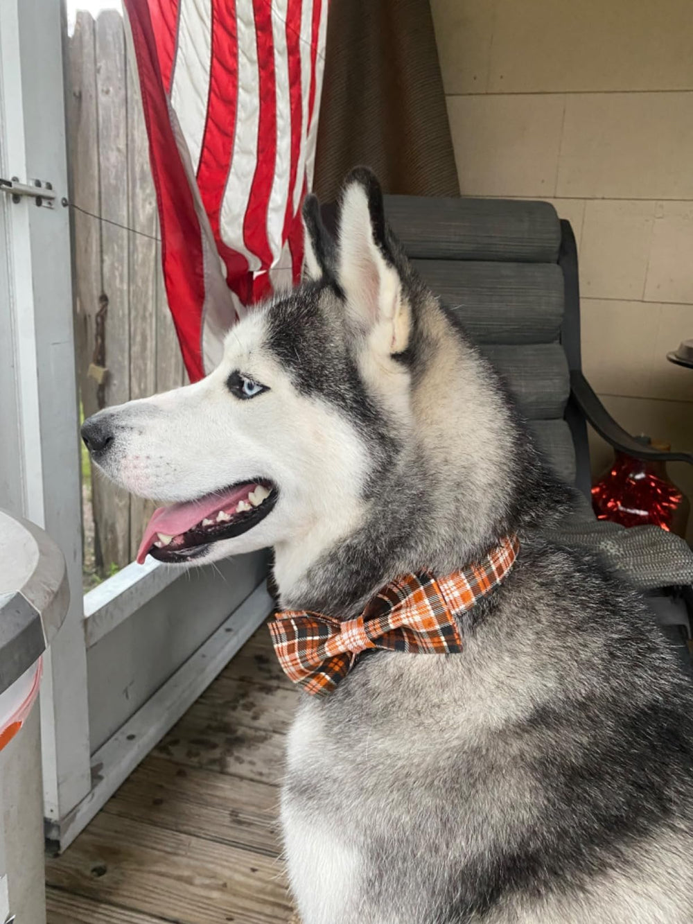 Lionet Paws outdoors-dog-wearing-collar highlights versatile daily use.