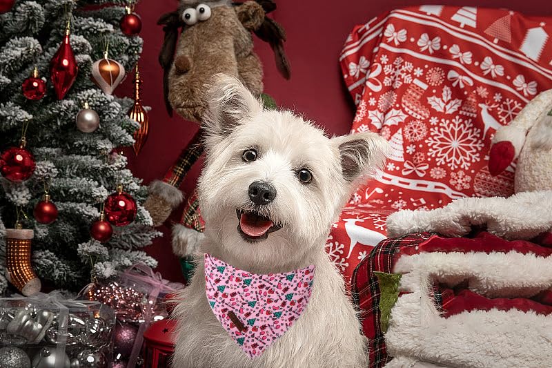 Lionet Paws soft cotton dog bandana highlights breathable comfort for all seasons