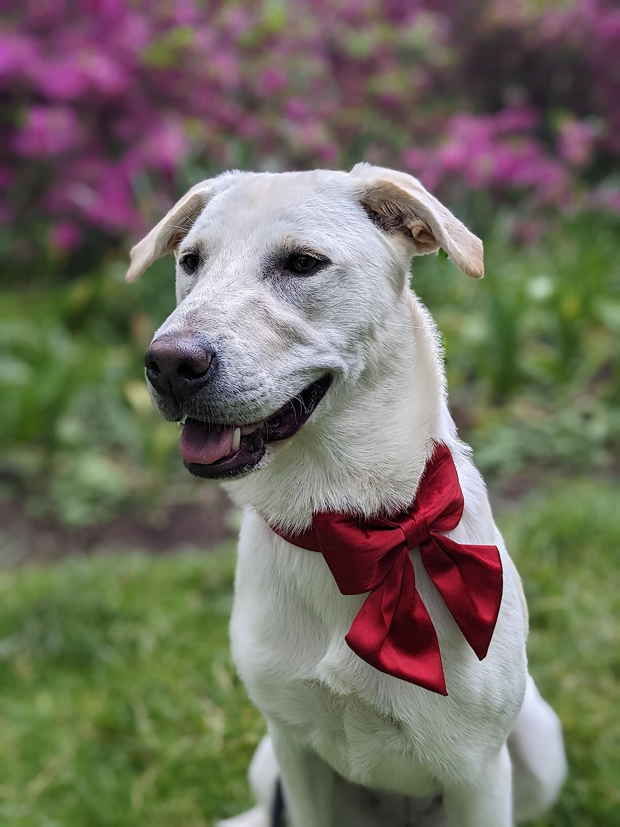 Lionet Paws wedding party accessory on collar elevates look