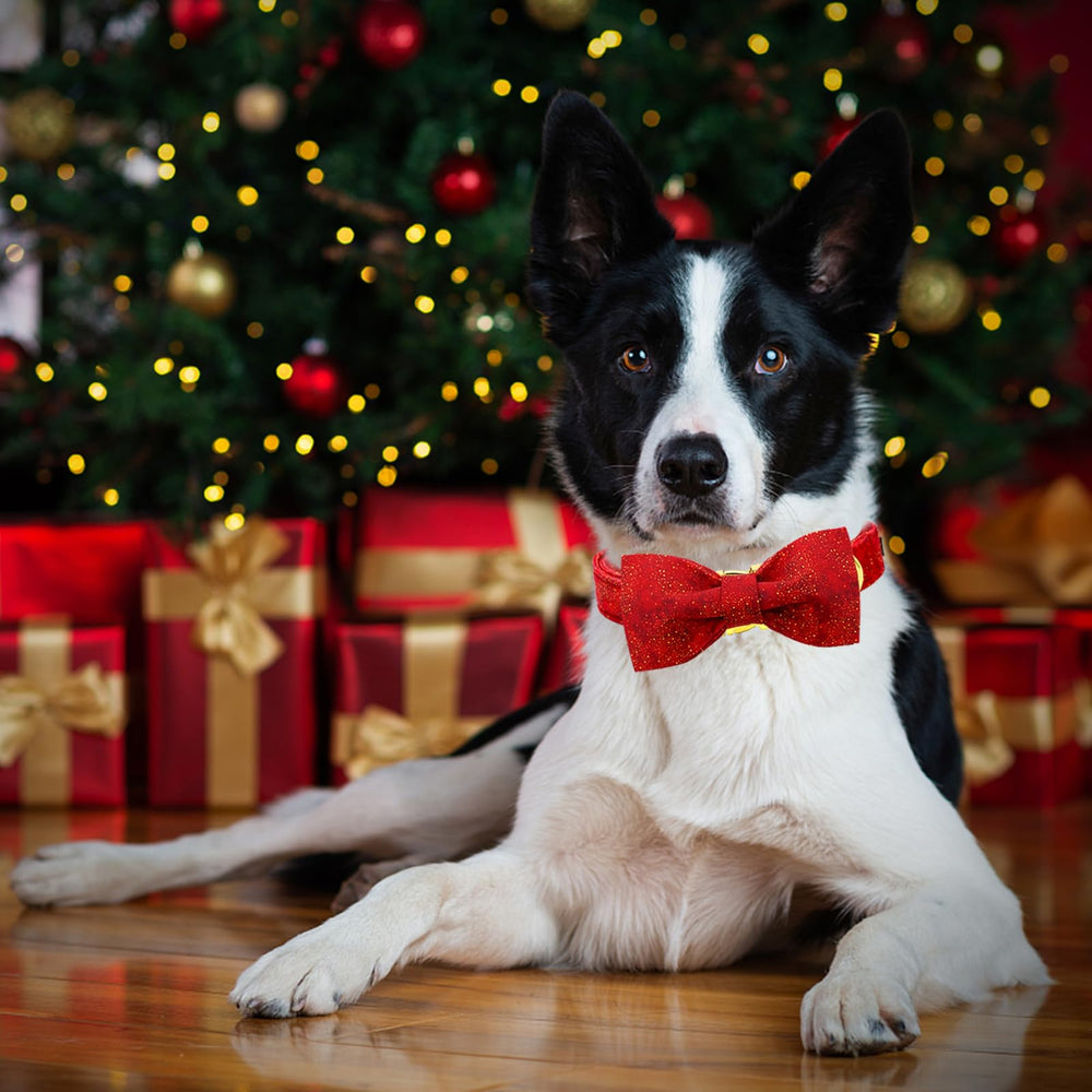 Lionheart Glory Christmas collar on a small dog illustrating comfortable fit