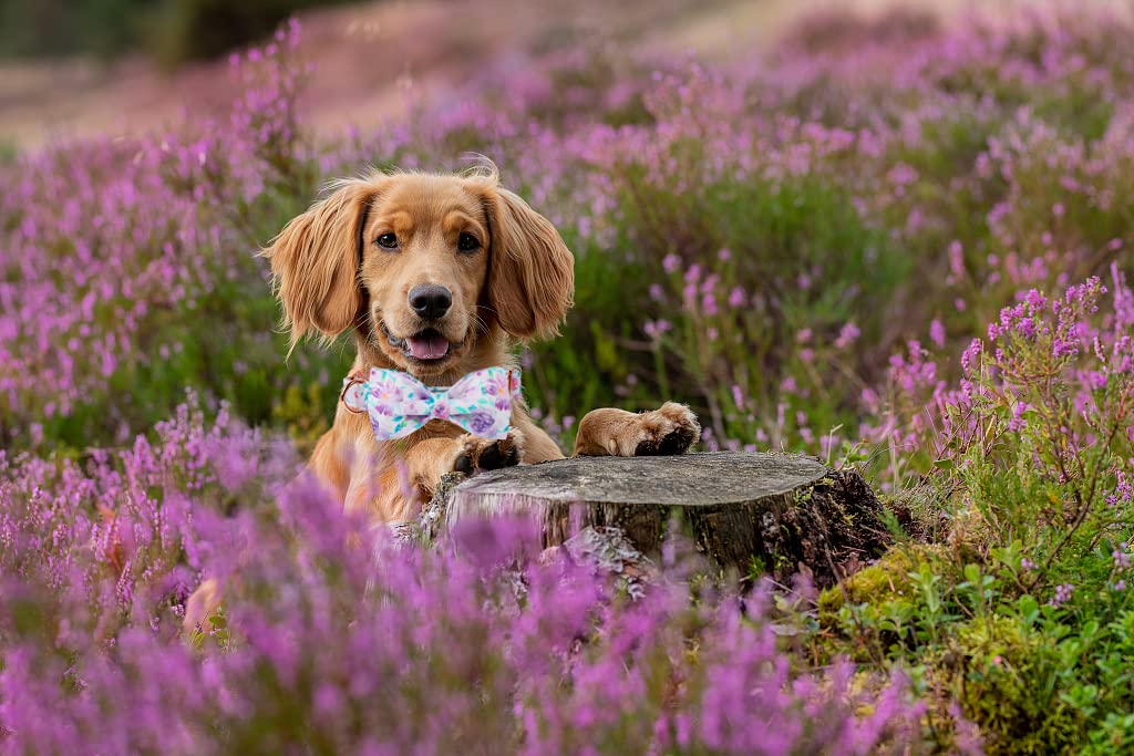 Lionheart Glory Collar size range illustrated for small to large dogs
