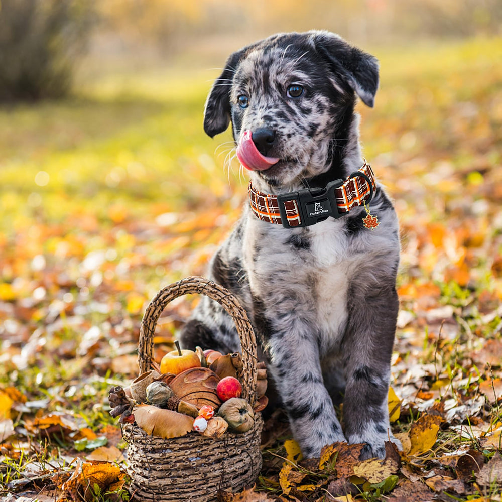 Lionheart glory fall-ready collar for dogs during outings and party occasions.