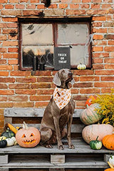 Lionheart Glory large-size bandana ready for bigger dogs and bold styling