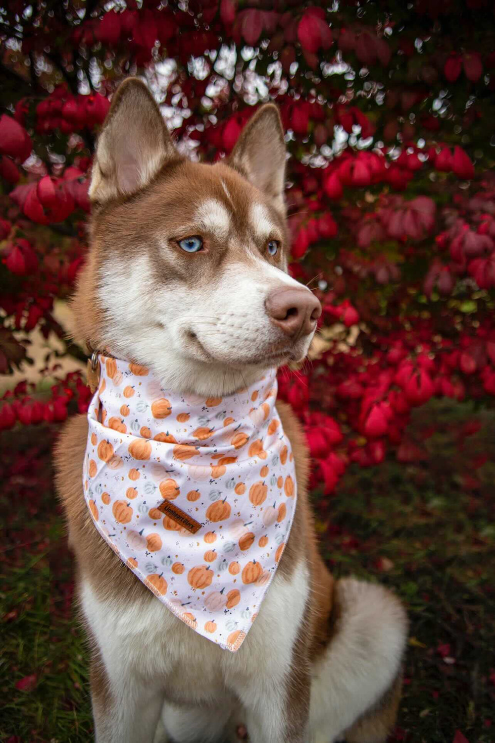 Lionheart Glory bandana on a dog looking ready for photos and events