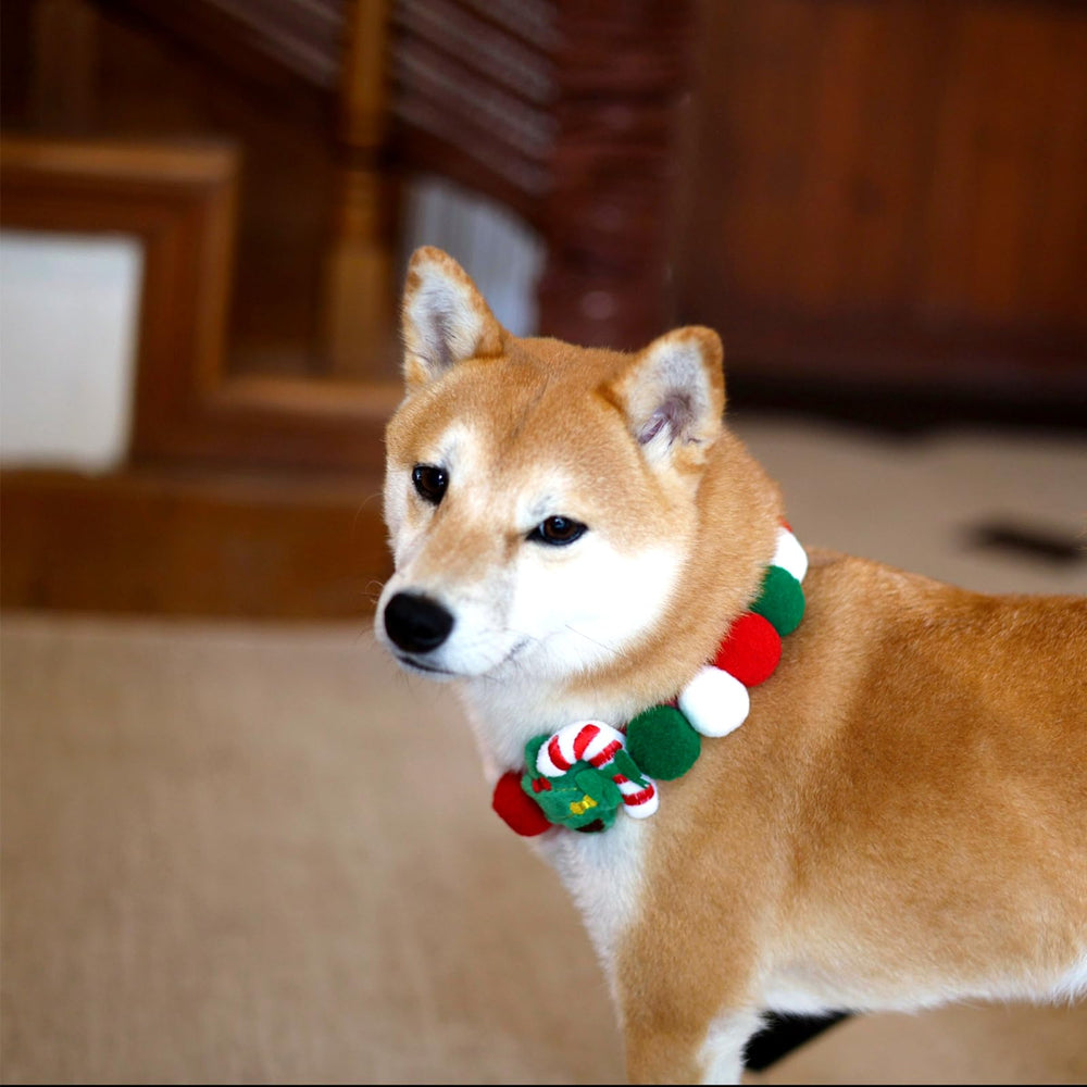 Lionheart glory collar is easy to clean and daily-friendly for pets.