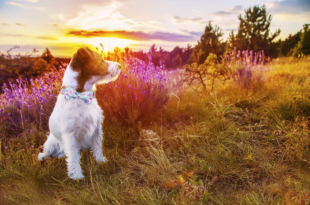 Lionheart Glory Gift-ready packaging highlights presentable dog collar option