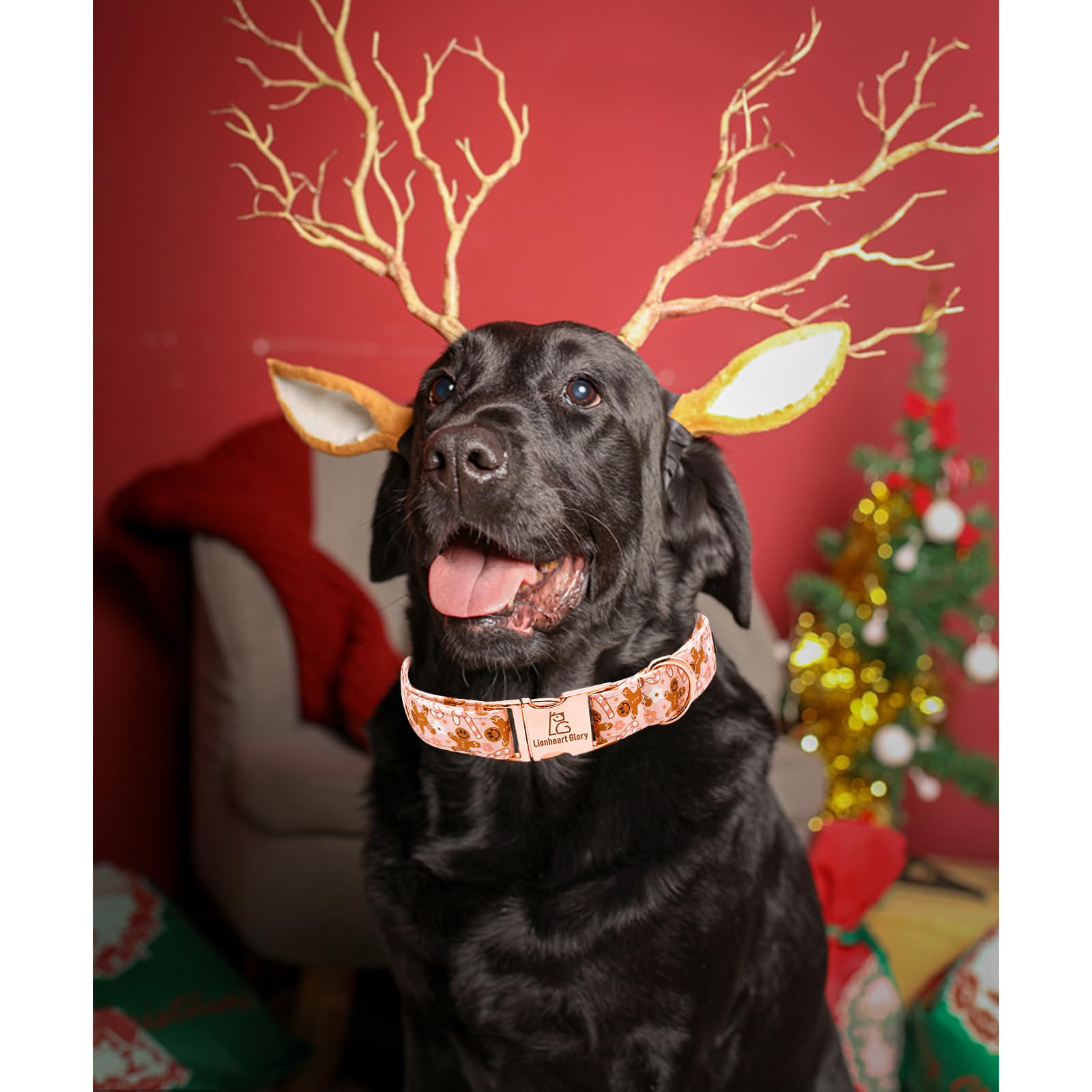 Lionheart Glory size-inclusive collar with handmade bow for festive looks
