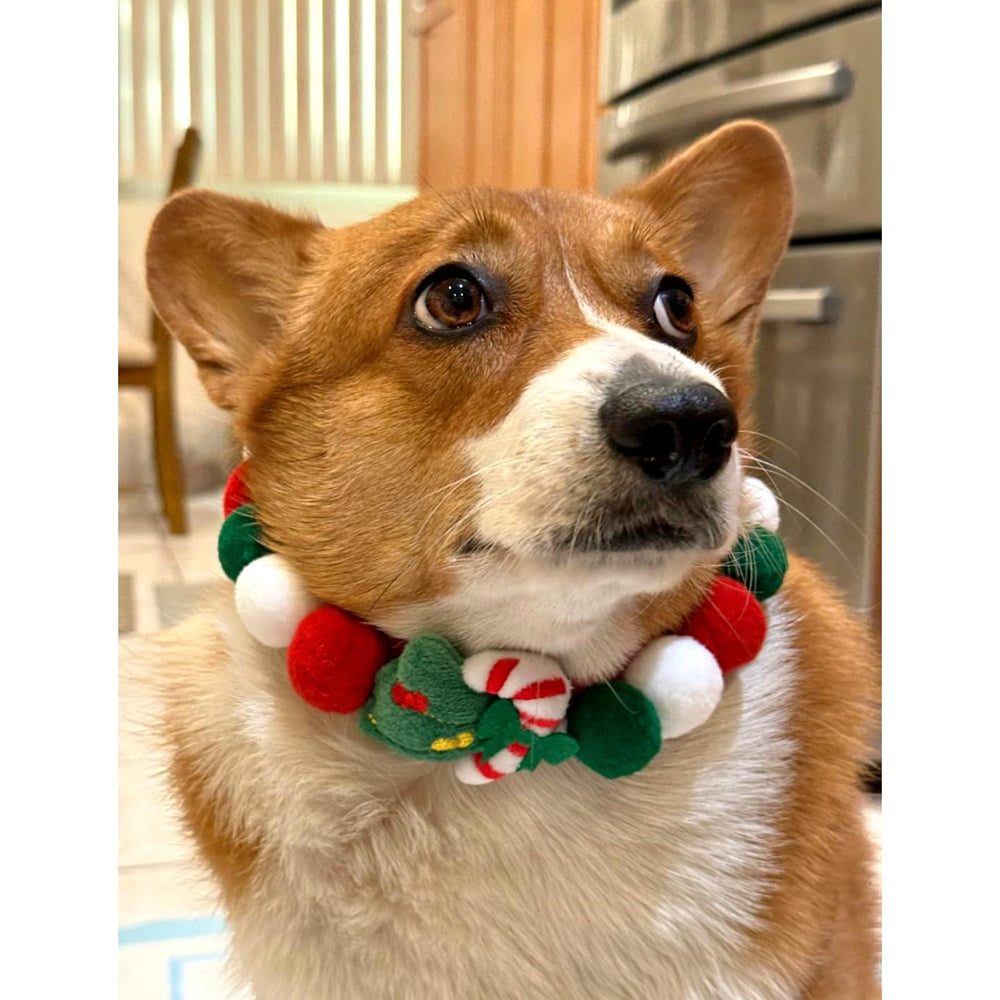 Lionheart glory pom-pom collar worn at a holiday party for cute pet look.