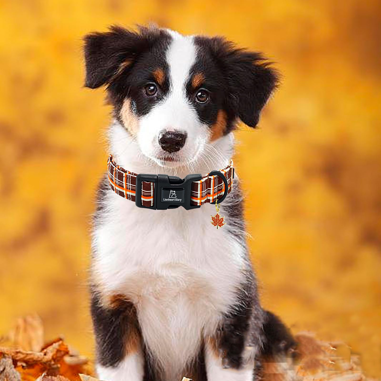 Lionheart glory XS size dog collar designed for extra small dogs with secure D-ring.