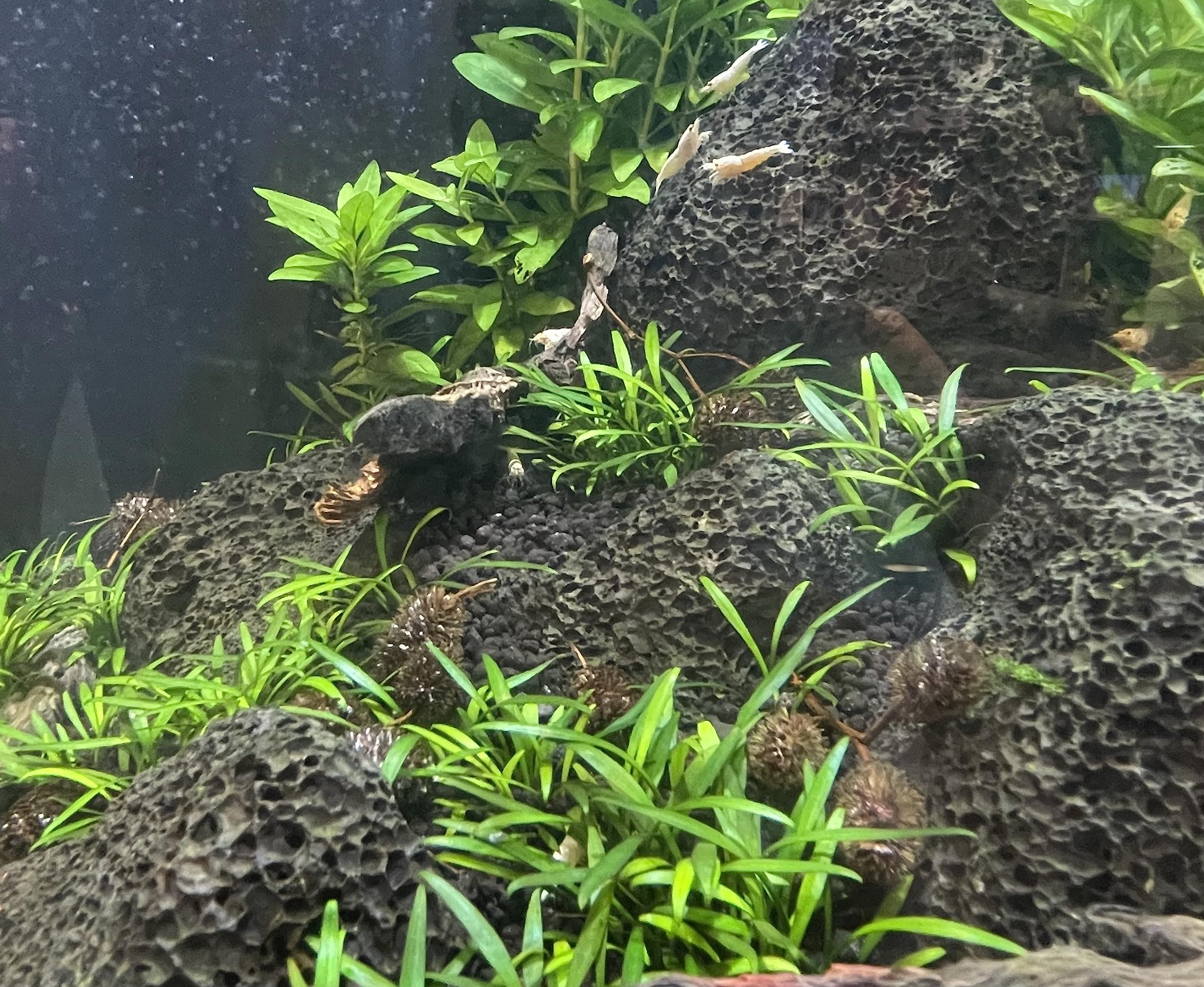 Liquid Gardens Alder Cones tannin-release in water supports shrimp and fish health.