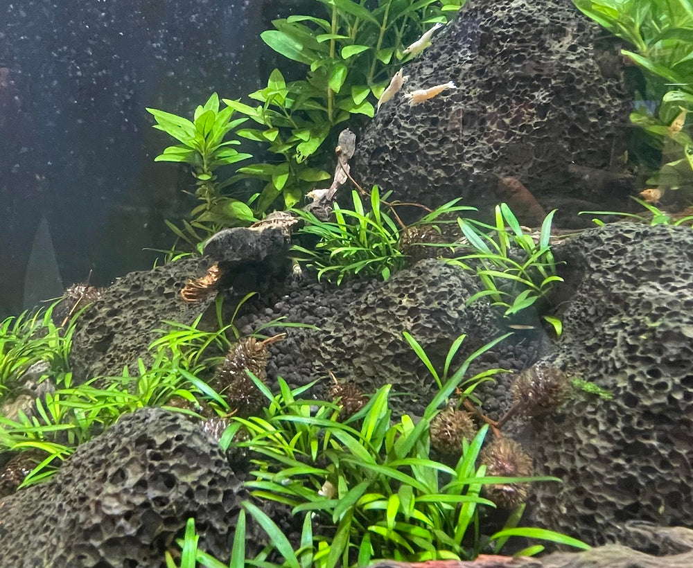 Liquid Gardens Alder Cones tannin-release in water supports shrimp and fish health.