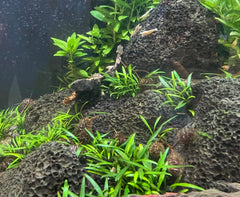 Liquid Gardens Alder Cones tannin-release in water supports shrimp and fish health.
