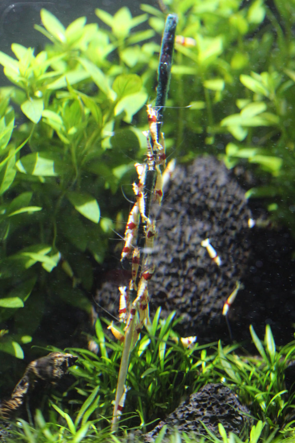 Liquid Gardens aquarium view shows colorful shrimp with minimal residue for cleaner water.