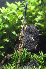 Liquid Gardens aquarium view shows colorful shrimp with minimal residue for cleaner water.