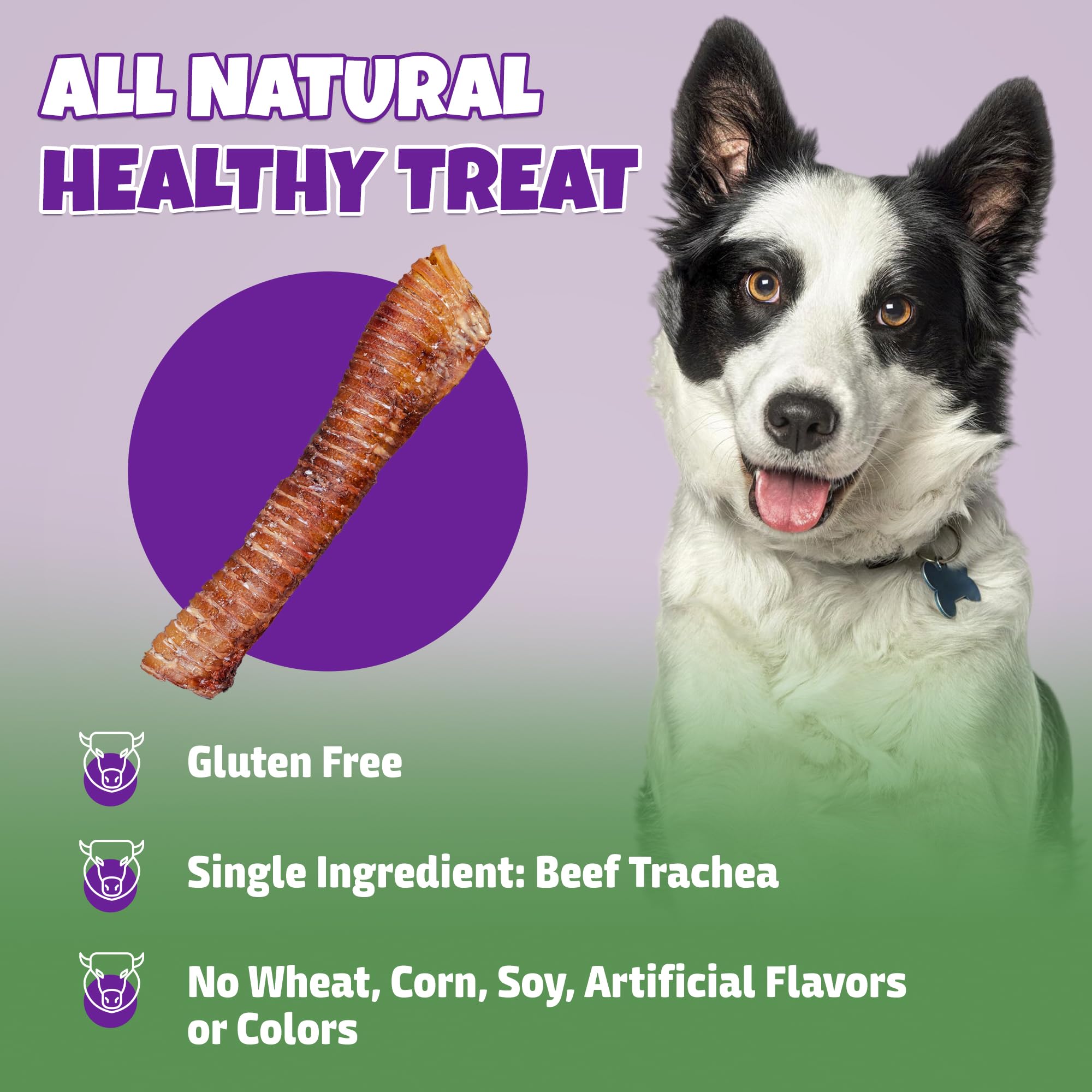 Lively Tails beef-trachea dental-benefits close-up illustrates tartar-scraping action