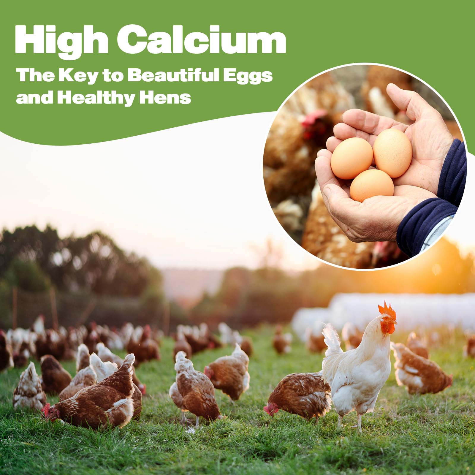 LIWII BSF larvae calcium-focused image suggests stronger shells and healthier eggs.