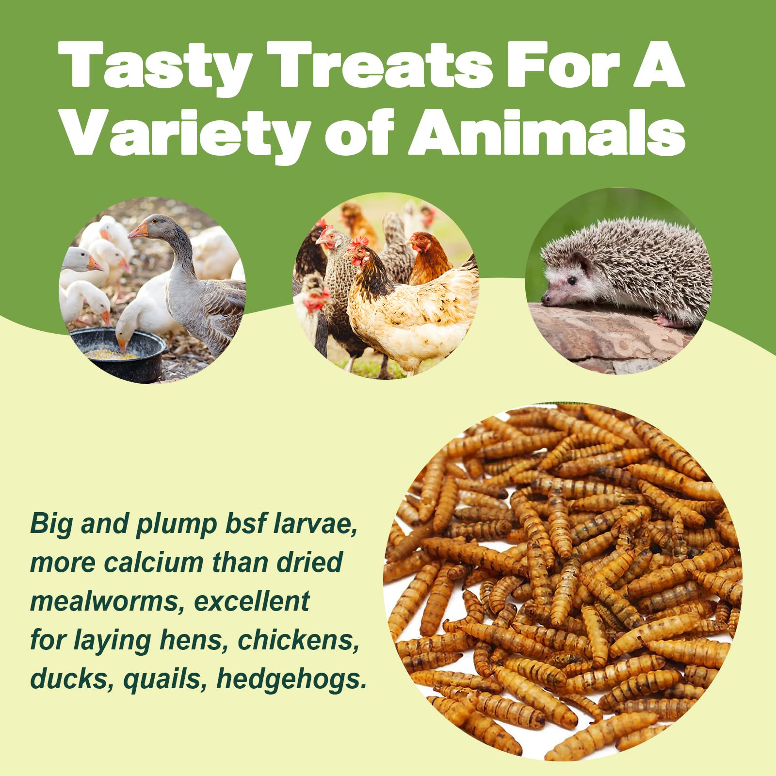 LIWII BSF larvae in-feed serving concept promotes balanced protein throughout day.