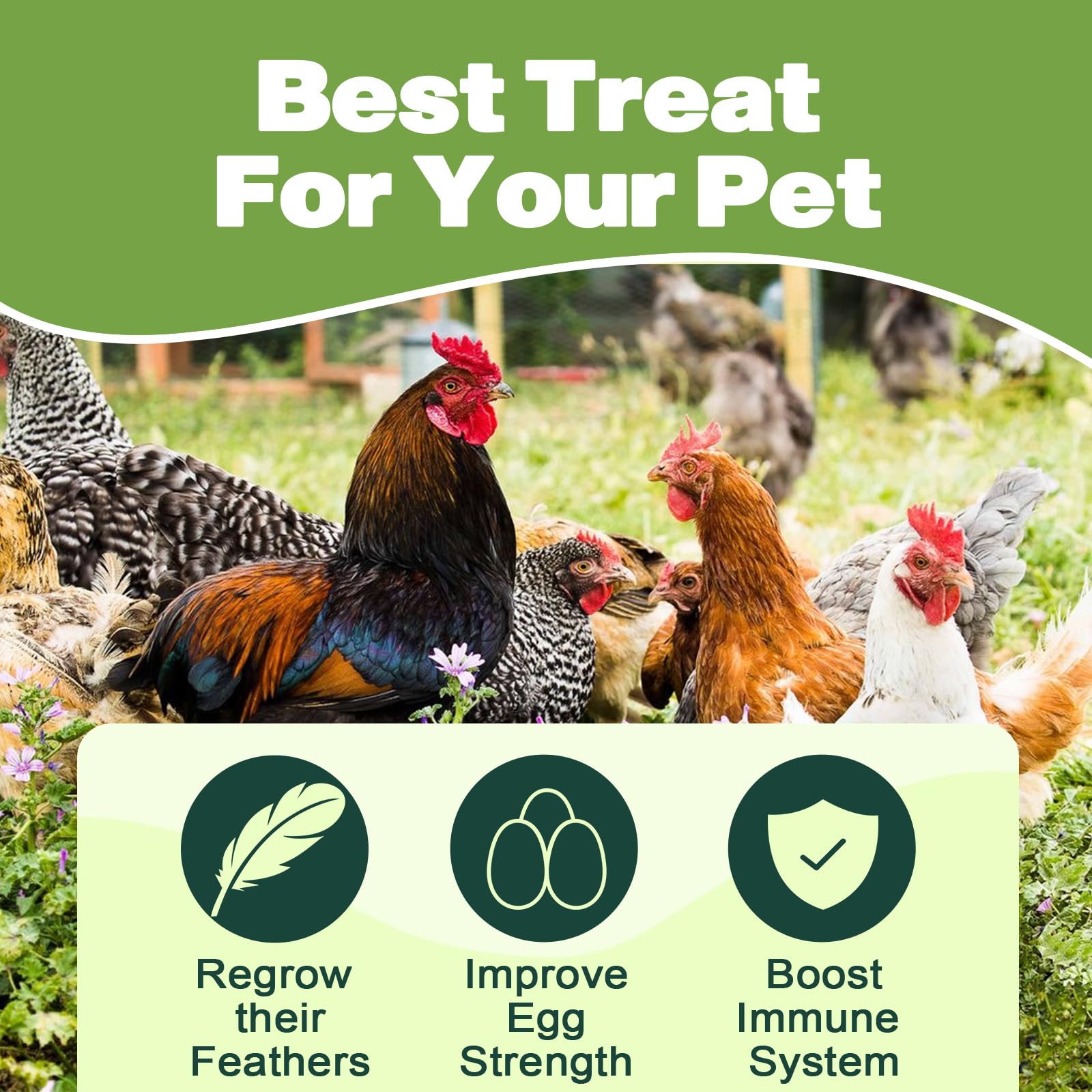 LIWII BSF larvae pack with non-GMO label emphasizes natural chicken feed choice.