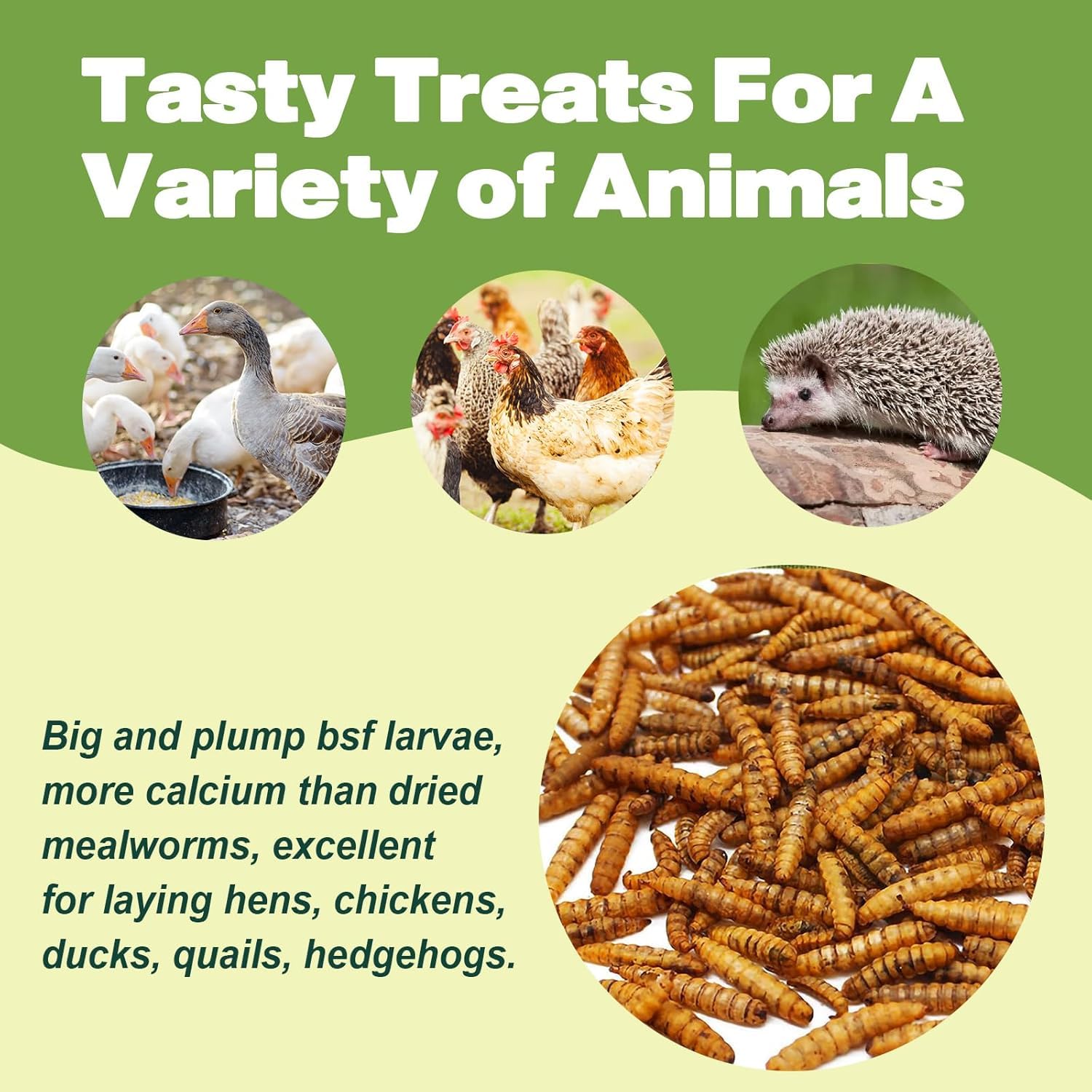 LIWII BSF larvae in assorted-use mix supports reptile and bird diets.