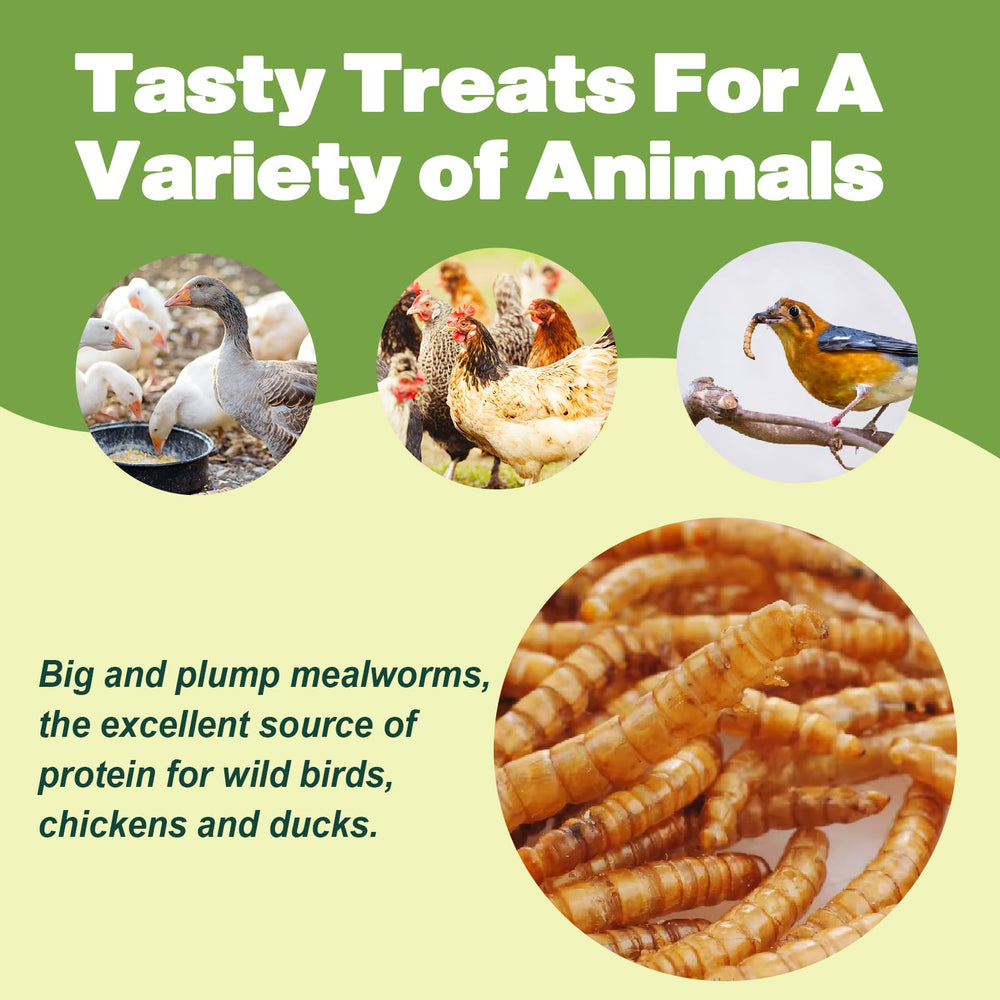 LIWII dried mealworms feeding gecko or reptile pets for tasty daily snack