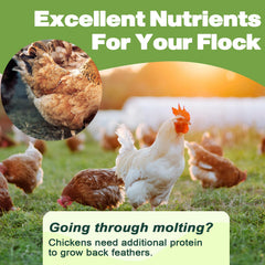 LIWII dried mealworms portion-serving on ground for easy feeding to chickens