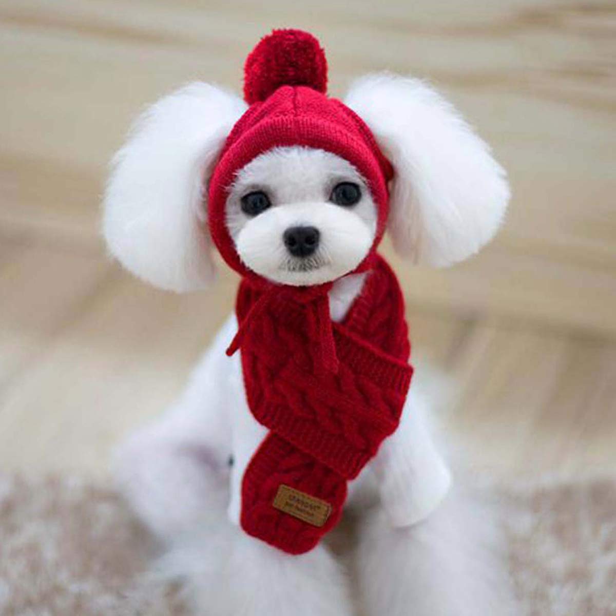 Lobagve Van Caro secure fit for small dog with chin ties